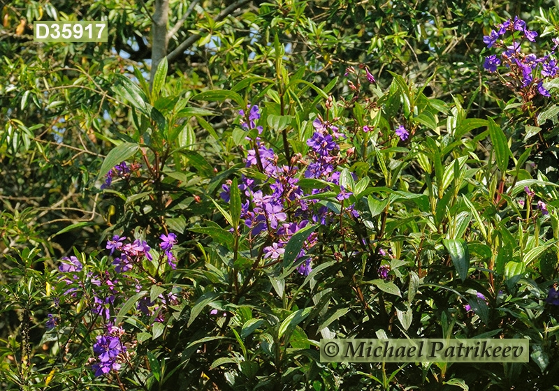 Tibouchina granulosa